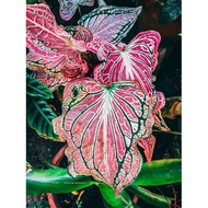 Anak Pokok Keladi Thai Beauty / Thai Beauty Caladium