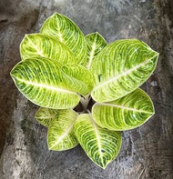Promo bibit bonggol Aglonema Goliath Putih / Aglonema murah