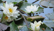 20 เมล็ด บัวสาย (Water lily) บัวอุบลชาติ บัวหลวง ฝรั่ง บัวดอกเล็ก บัวแคระ สายพันธุ์ alba สีขาว เหมาะสำหรับปลูกในโหล Waterlilies Lotus Seeds