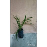 anak pokok bawang dayak