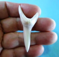 (馬加鯊牙)5.3公分#281.24 馬加鯊魚牙!超(大)長尺寸稀有未缺損.可當標本珍藏! 