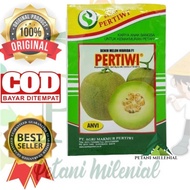 BENIH MELON PERTIWI ANVI F1 - Bibit Melon madu dari pertiwi