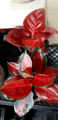 Aglaonema Suksom Jaipong, Giant size, Super Red