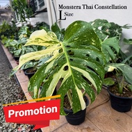 Monstera Thai constellation L Size Thai Con Indoor plants MTC | The Plant Project