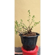 Tanaman Hias Bahan Bonsai Santigi Dongkelan - Amlikina