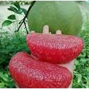 ANAK BENIH POKOK LIMAU BALI ISI MERAH