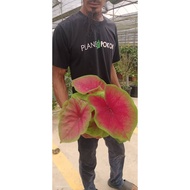 Caladium US Bulb (Red Green)