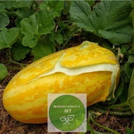 Quality Seeds ️f1 Thai melon and cantaloupe seeds - Very fragrant Oval melon