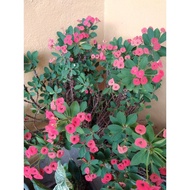 keratan benih (mahkota berduri)