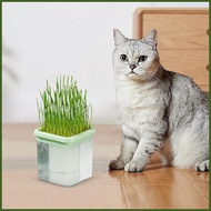 Cat Grass Pot Soilless Culture Cat Grass Growing Kit Indoor Organic Catgrass Tray Catnip Growth Household &amp; Wheat naiesg naiesg