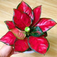 Aglaonema red anjamani / Aglonema red anjamani florist nursery/