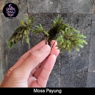 Moss Payung / Moss paludarium / lumut hias aquascape / umbrella Moss