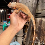 mainan iguana blue red/red blue/axanthic
