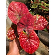 New Caladium Red Thai Rare 💯