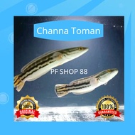 Ikan Hias Channa Toman Top Grade