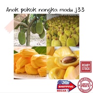 (GG real plant) anak pokok nangka madu j33 ^ Cepat berbuah hybrid top premium quality sedap manis fruits outdoor