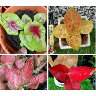 Caladium Merah. keladi merah. hybrid. caladium magma. aglaonema pink valentine. indoor plants