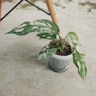 Janbol Variegata Asli / Monstera Adansonii Variegated / Janda Bolong