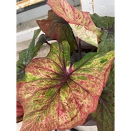 Keladi Kain Buruk Caladium