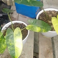 Tanaman Hias Philodendron Burle marx variegata / bluemark