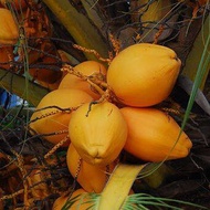 หน่อมะพร้าว ต้นมะพร้าว สายพันธุ์ มะพร้าวน้ำหอม สีทอง COCONUT COCOS NUCIFERA LINN ต้นเตี้ยแท้ พร้อมปลูก ตกทลายละ 50-100 ลูก น้ำหอมหวาน.