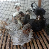 anakan ayam poland