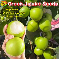 100% Original Crispy and Sweet Green-Jujube Seeds for Sale (Fresh 30pcs Seeds) 牛奶枣种子 Benih Pokok Bid