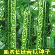 Long Green Bitter Gourd Seeds Big Green Bitter Gourd Green Bitter Gourd Seeds Courtyard Balcony Spri