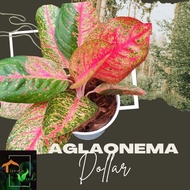 Aglaonema Dollar Live Plants