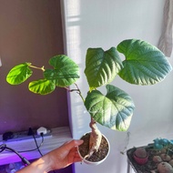 Cissus Repanda - Panivel Xl size | Rare Wild Grape | Unique Houseplant