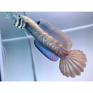 Channa blue pulchra 10-12 cm flaring predator fish