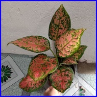 ♨ ◬ ℡ Pink Valentine Aglaonema