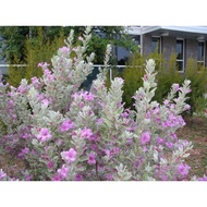 Pokok Bunga Texas Sage / Bunga Sonata