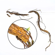 Premium Branches Plastic Artificial Pokok Ranting Kayu Hiasan Luar Rumah Hutan Fake Branches / Ranti