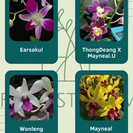 Anggrek Dendrobium Dewasa  bulat