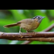 BARANG TERLARIS BURUNG TEPUS LURIK / WAMBI MINI LOKAL PILIHAN READYY