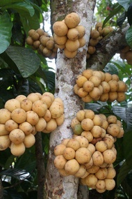 1kg Buah Dokong Segar