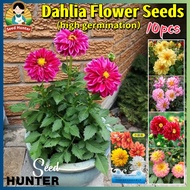 Fresh Mixed Color Small Dahlia Seeds for Planting Flowers (Easy To Grow Flower Seed 10pcs) Rare Asso