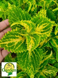 Mayana Coleus Yellow Skeleton (Rare Mayana) with FREE plastic pot, and garden soil (Outdoor Plant, Real Plant, Live Plant and Limited Stock) - Plants for Sale