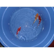 Package 15-17 cm And Bbit 10 Cm. (15 cm Super 1 Psg And Bbit 2 Psg)