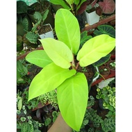 Available live plants for sale (Golden Orlando)