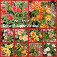 Keratan ros jepun mix (duna+selapis+jambul+alana)