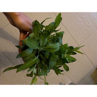 Organic edible sage plant in pot potted herb