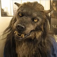 NEW Halloween Latex Wolf Head Mask Werewolf Headgear Party Scary Decor Headgear Free shipping