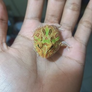 Kodok Pacman Frog Baby Camoflouge / Tan Green