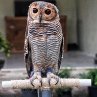 burung hantu / owl strix seloputo pilihan jinak