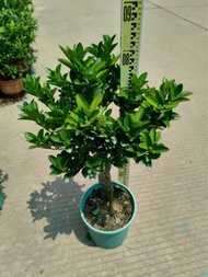 海南小青檸果樹｜喜陽｜檸檬樹植物盆栽庭院公園綠地景觀設計