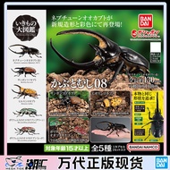 Ready Stock Bandai Gashapon Biological Big Illustrated Book Beetle 08 Poseidon Big Beetle Mexican Wh