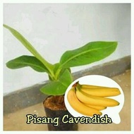 Bibit Pisang Cavendish Sunpride