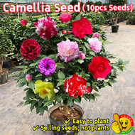 ปลูกง่าย ปลูกได้ทั่วไทย (10เมล็ด/ซอง) คามิเลีย เมล็ดดอกไม้ Mixed Colors Camellia Seeds Camellia Flow